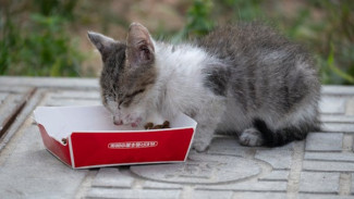 14 Makanan Manusia yang Ternyata Bahaya untuk Kucing Anda!