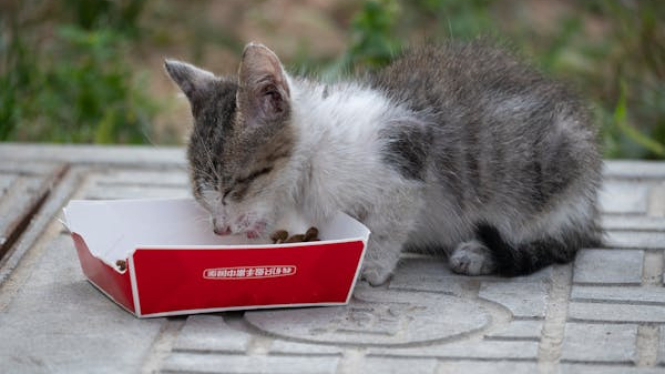 Makanan kucing.