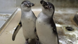 Taman Safari Indonesia Sambut Tiga Spesies Baru Lahir! Penguin, Owa dan Harimau Benggala