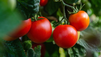 Petani Sekarang Bisa 'Nyantai' Panen Tomat