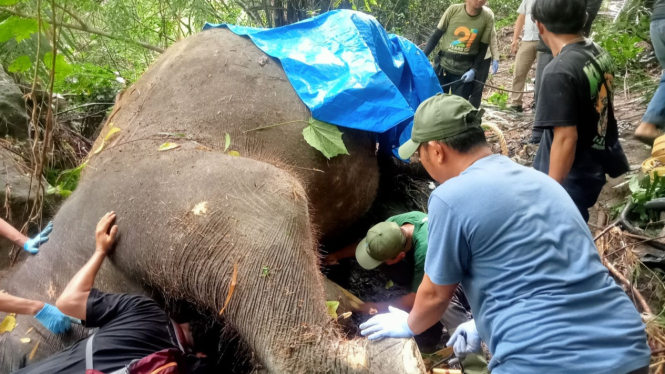 Molly gajah betina di Bali Zoo yang terseret arus ditemukan mati.