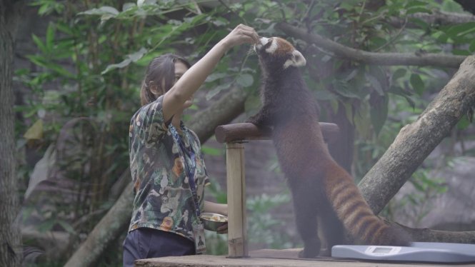 Red Panda (Lesser Panda) di Batu Secret Zoo Malang.