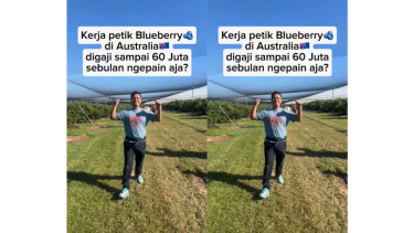 Kerja jadi pemetik Blueberry di Australia gajinya Rp60 juta per bulan