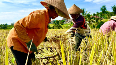 Petani di Jatiluwih sedang memanen padi di sawah
