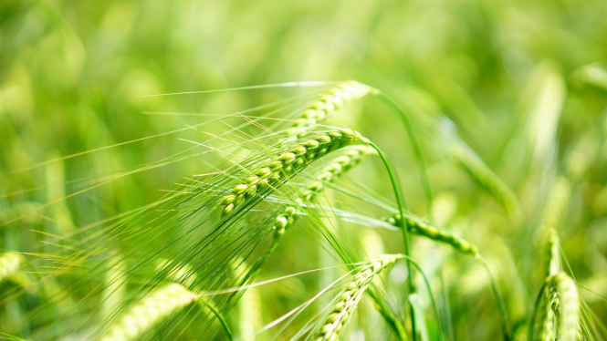 Ilustrasi Barley Grass
