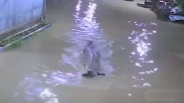 Banjir di Kutai Timur Dihantui Kemunculan Buaya