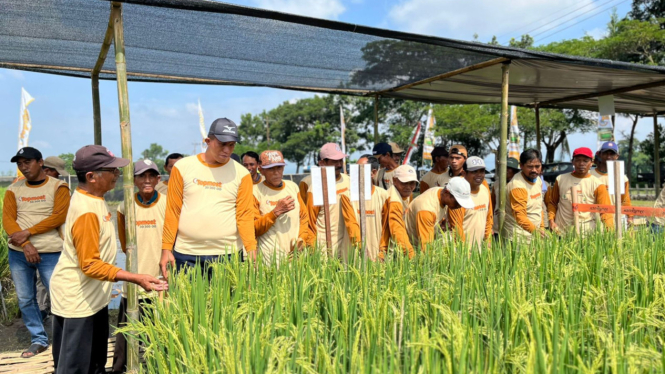 Petani dan tanaman padi