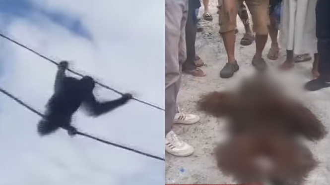 Orang utan gelantungan di tiang listrik