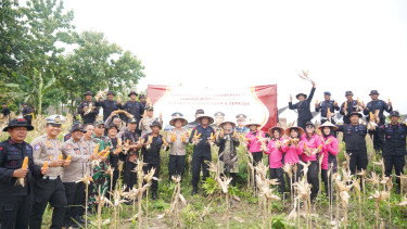 Panen raya jagung di Sragen