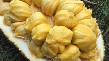 Buah cempedak