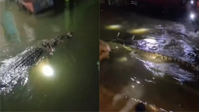 Bikin Geger! Ada Buaya Masuk ke Pemukiman Warga Saat Banjir