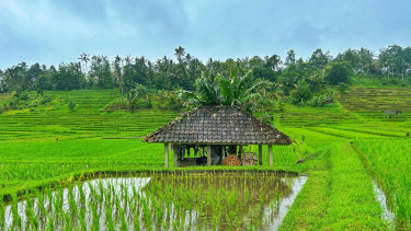 Bado di tengah persawahan Jatiluwih Tabanan 
