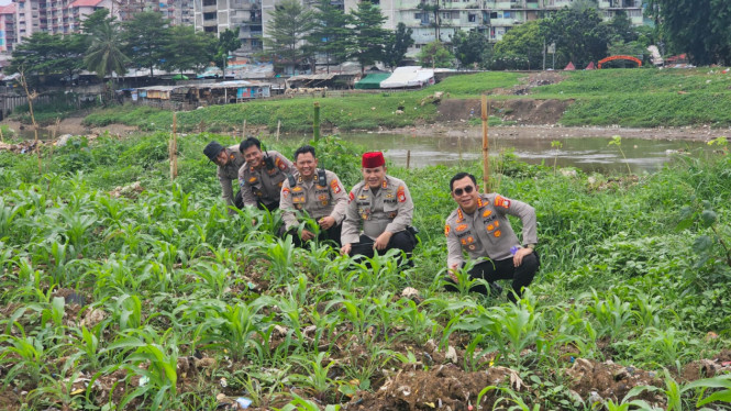 Lahan jagung yang dikelola Polsek Tanah Abang.