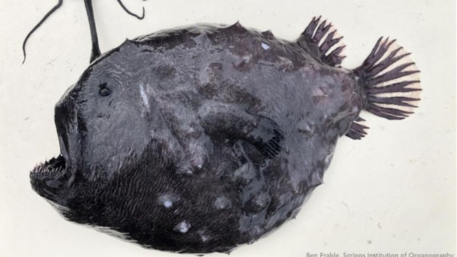 ikan anglerfish