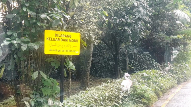 Area flamingo Taman Safari Indonesia. VIVA/Muhammad AR