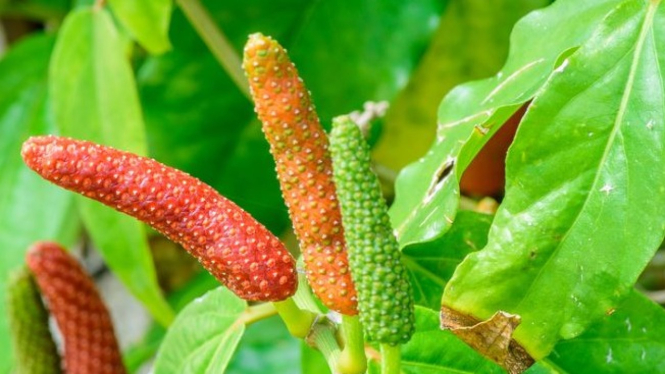 Cabe Jawa tanaman indigenus nusantara yang mulai dilupakan