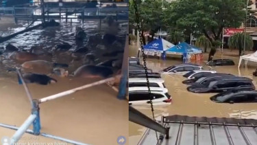 Banjir di bekasi, sapi dan mobil tenggelam