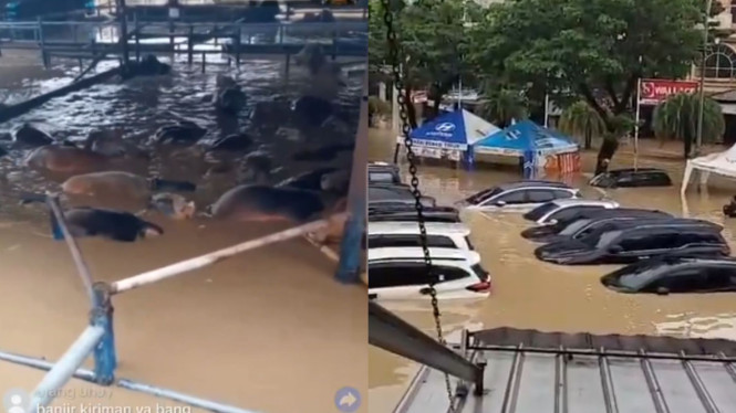 Banjir di bekasi, sapi dan mobil tenggelam