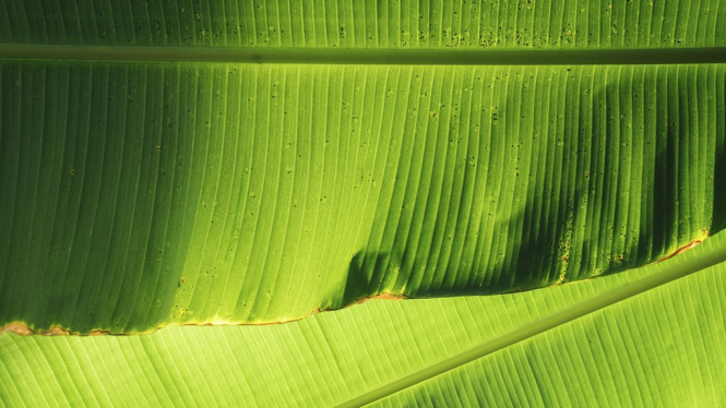 Ilustrasi Daun Pisang
