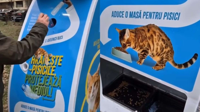 Mesin Ini Ubah Sampah Plastik Jadi Pakan Kucing Jalanan
