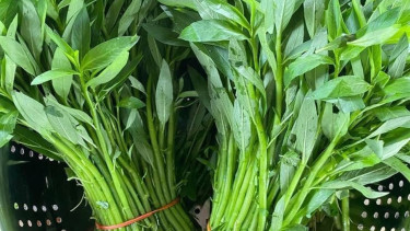 Ilustrasi kangkung