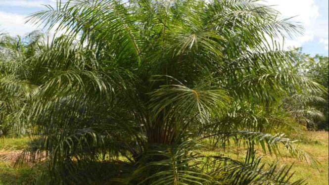 Pohon kurma yang tumbuh subur di Indonesia dan sangat prospektof pengembangannya