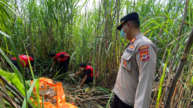 Penemuan kerangka manusia di kebun tebu (istimewa dok Polres Bantul)