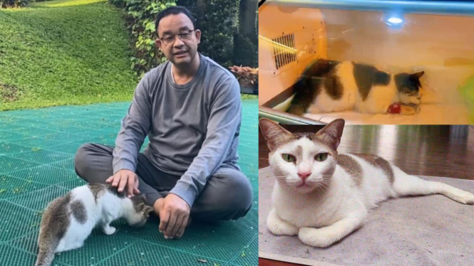 Anies Baswedan dan kucingnya