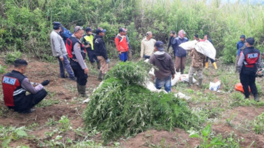 Penemuan Ladang Ganja di kawasan TNBTS. (Dok Humas TNBTS) 