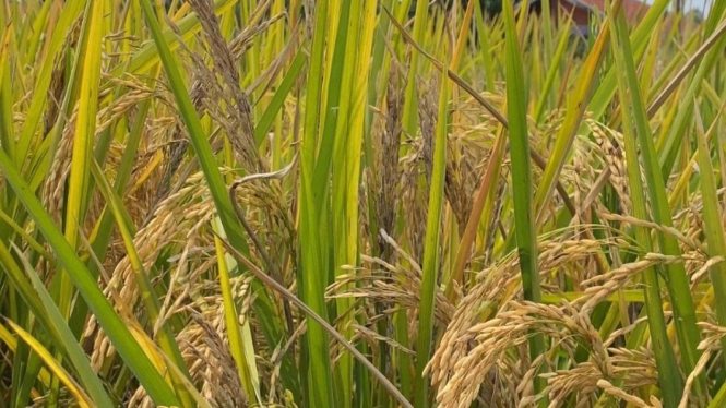 Bulog lakukan penyerapan gabah kering panen