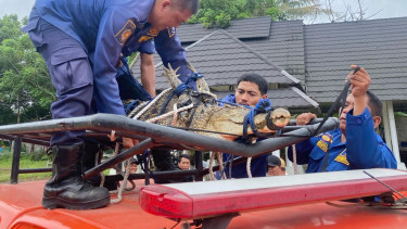 Buaya yang diamankan petugas BPBD Kabupaten Tangerang usai gigit seorang anak di Kohod, Pakuhaji, Tangerang