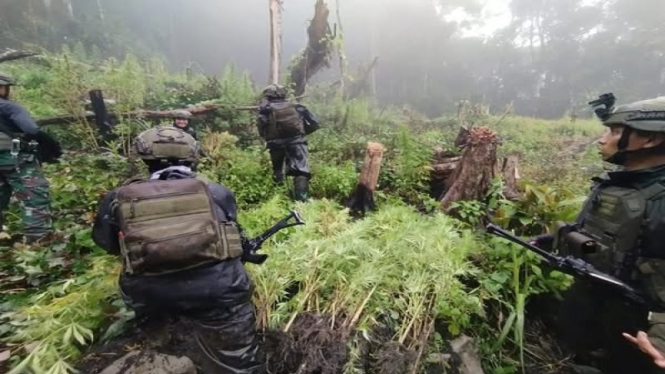 Satgas Pamtas RI-PNG Koops Swasembada menemukan ladang ganja di Papua