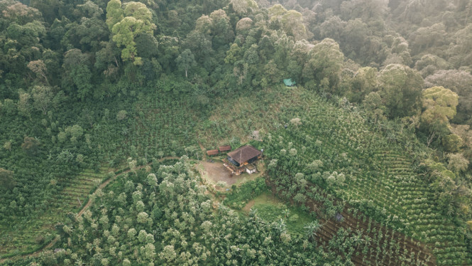 Ladang pertanian alami patchouli warisan leluhur di Bali