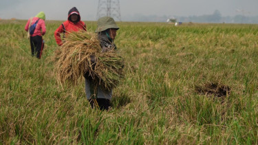 Serapan BULOG naik 2.000 persen