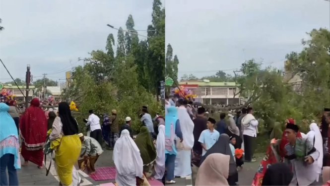Viral ada pohon tumbang timpa jemaah Salat Id