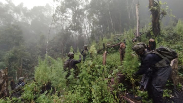 VIVA Militer: Satgas Yonif 512/QY temukan ladang ganja di dekat markas OPM