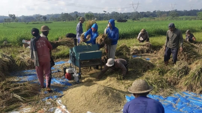 Penyerapan gabah dan beras terus dilakukan oleh BULOG meski suasana libur