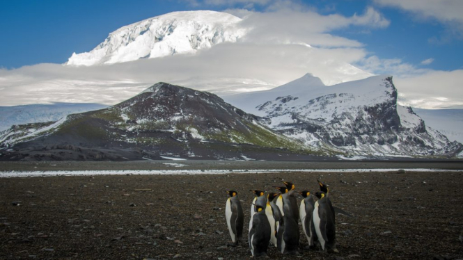 Pulau Heard dan Pulau McDonald dekat Antartika cuma dihuni penguin