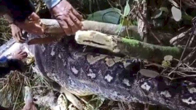 Warga Sidrap ramai-ramai membelah perut ular piton yang telah memangsa seorang wanita lanjut usia. (Foto:Istimewa).