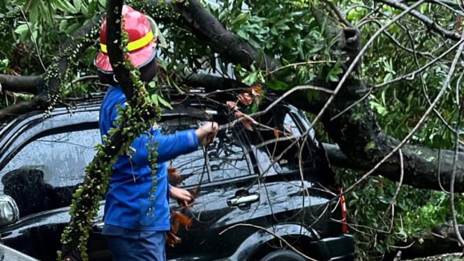 Evakuasi pohon tumbang timpa mobil di Depok