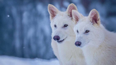 Dire wolf (Aenocyon dirus).
