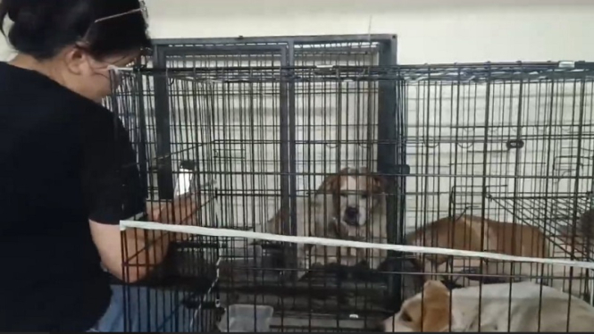 Anjing warga Surabaya dievakuasi Dog Lovers usai memangsa majikannya