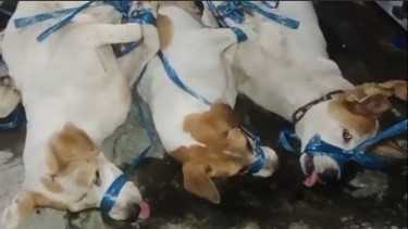 Anjing warga Surabaya dievakuasi Dog Lovers usai memangsa majikannya
