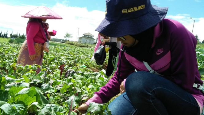 Seorang ibu beserta keluarganya sedang bersiap memanen umbi bit di Cianjur, Jawa Barat