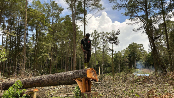 kondisi kawasan hutan lindung yang ditebang di Pinggiran Danau Toba