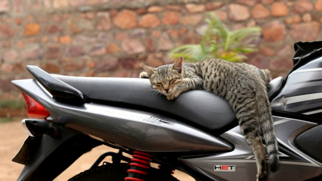 Ilustrasi kucing tidur di motor