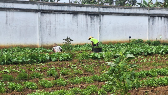 Napi di Lapas Sumbar bercocok tanam