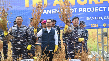 VIVA Militer: KSAL Laksamana TNI Muhammad Ali panen kedelai di Banten
