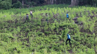 Personel TNI dan BNN melakukan pemusnahan tiga hektare ladang ganja di Aceh
