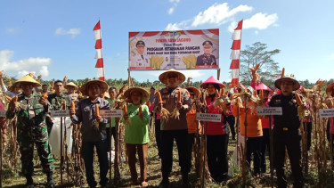 Panen raya jagung di Halmahera Utara (dok. istimewa)